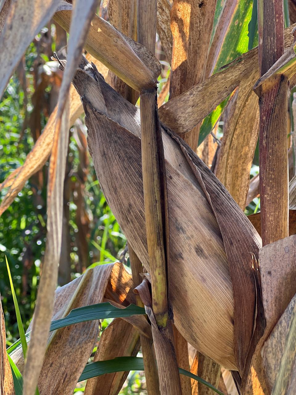 WhatsApp Image 2025-07-01 at 12.18.08 (2)