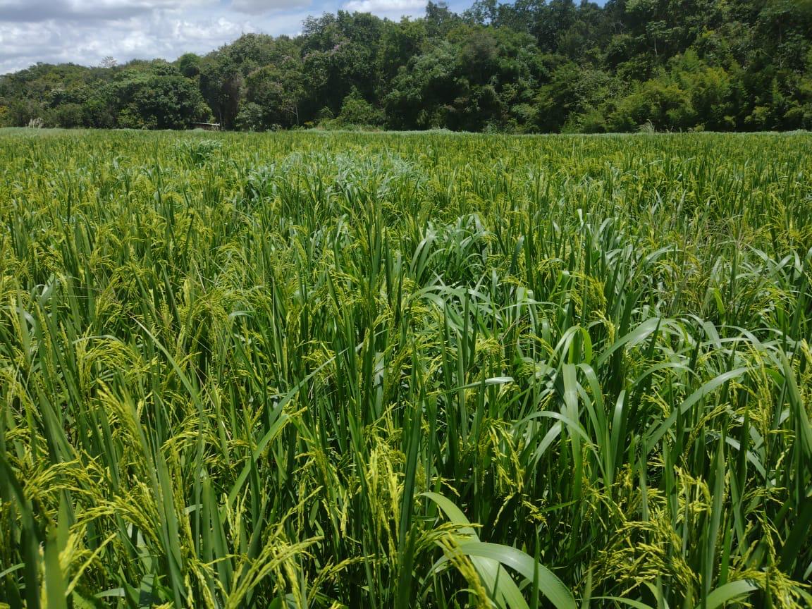 WhatsApp Image 2025-07-01 at 12.18.12