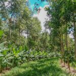 SAFs chegam ao Nordeste Goiano com o Projeto Bioca