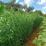 Corredores agroecológicos fortalecem agricultura familiar e conservação do Cerrado em Goiás