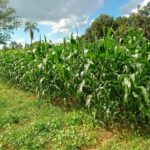 Agrobio realiza segunda chamada e atualiza seleção de Agente de Transição Agroecológica em Goiás