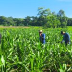 Equipes do Projeto Bioca realizam visitas técnicas aos SAFs no Nordeste Goiano