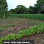 BIOCA impulsiona Sistemas Agroflorestais (SAFs) e restauração ambiental no Nordeste Goiano