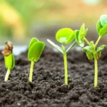 Rede Sementes da Vida lança TdR para estruturação de biofábricas e Unidade de Beneficiamento em oito estados