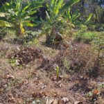Agrobio contrata consultoria especializada em restauração para atuar no projeto Bioca Cerrado